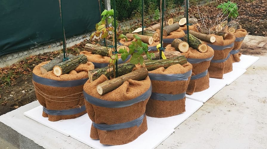 Kokosmatte als Frostschutz