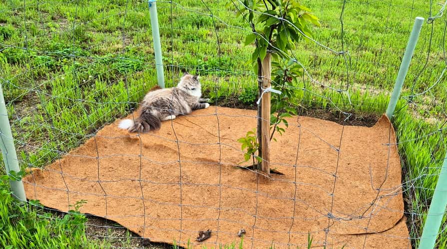 Kokosmatte als Unterlage