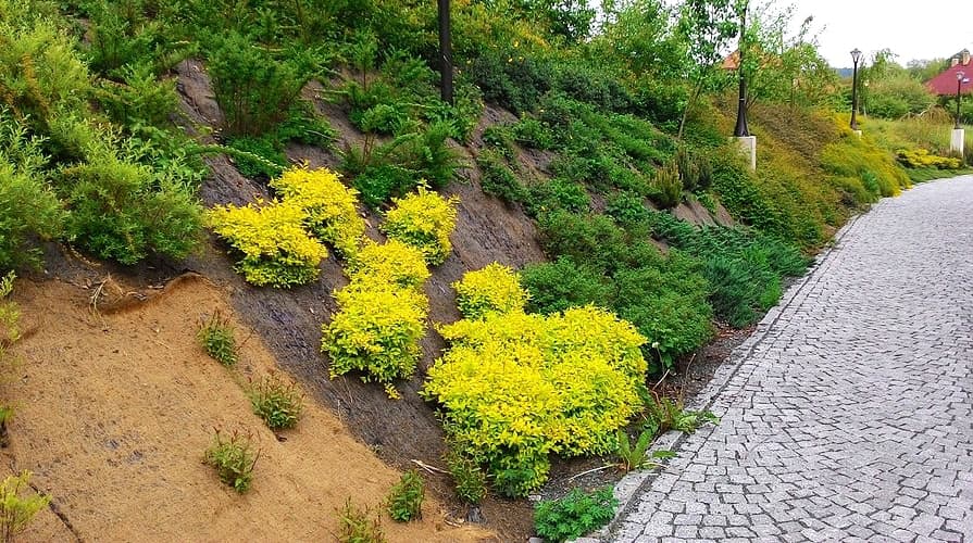 Zu geringe Bepflanzungsdichte an der Böschung